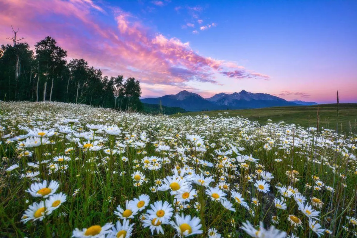 A vibrant summer landscape dotted with wildflowers, rolling mountains, and an expansive sky. The scene is tranquil and inviting, perfect for hiking, biking, and romantic picnics in the warmer months.